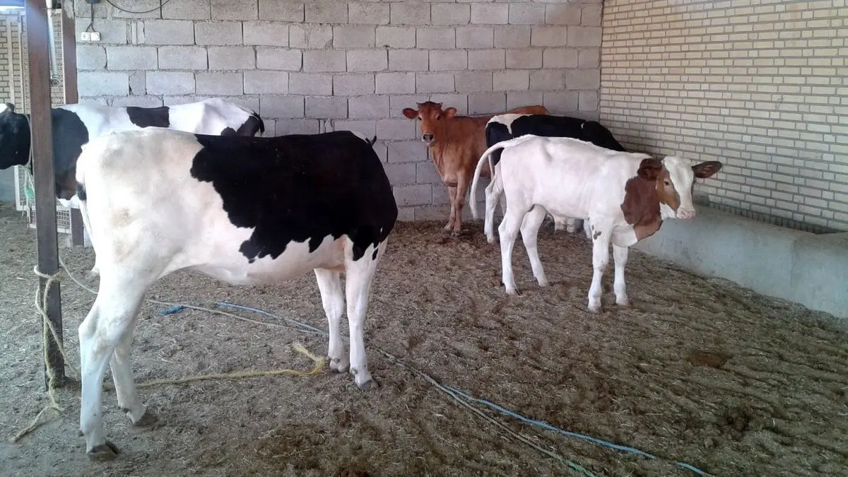 دستبند پلیس بر دستان سارقان احشام دستبند پلیس بر دستان سارقان احشام