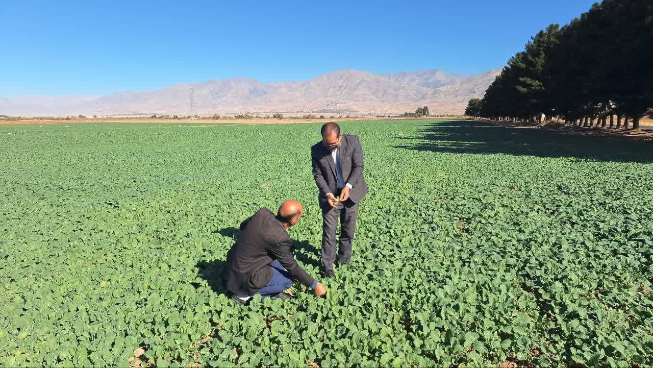 تحقق ۵۴ درصد کشت کلزا در نیشابور و میان جلگه