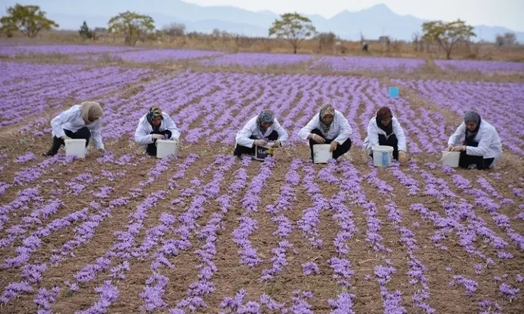 تولید حدود ۴۲ تُن زعفران خشک در خراسان جنوبی