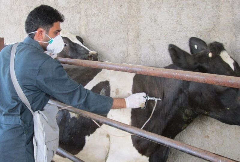 تزریق بیش از ۱۰۰ هزار دُز واکسن علیه تب برفکی در خوزستان تزریق بیش از ۱۰۰ هزار دُز واکسن علیه تب برفکی در خوزستان