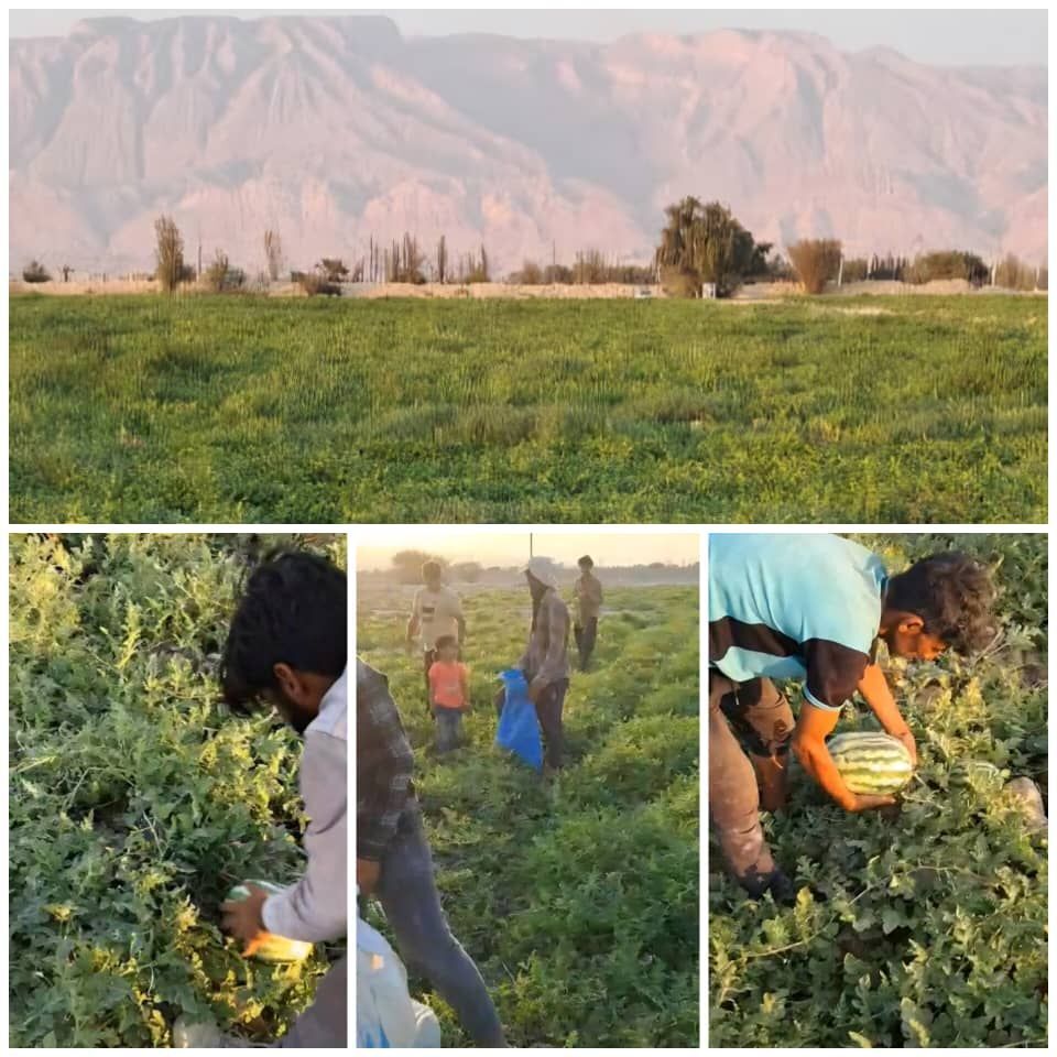 آغاز برداشت هندوانه پاییزه در شهرستان بندرلنگه آغاز برداشت هندوانه پاییزه در شهرستان بندرلنگه