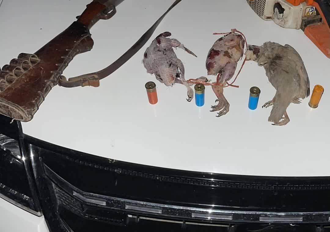 دستگیری متخلف شکار در ارتفاعات دشت برم کازرون