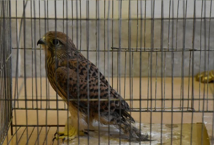 تحویل یک بهله دلیجه به اداره حفاظت محیط زیست میاندوآب توسط دوستداران طبیعت