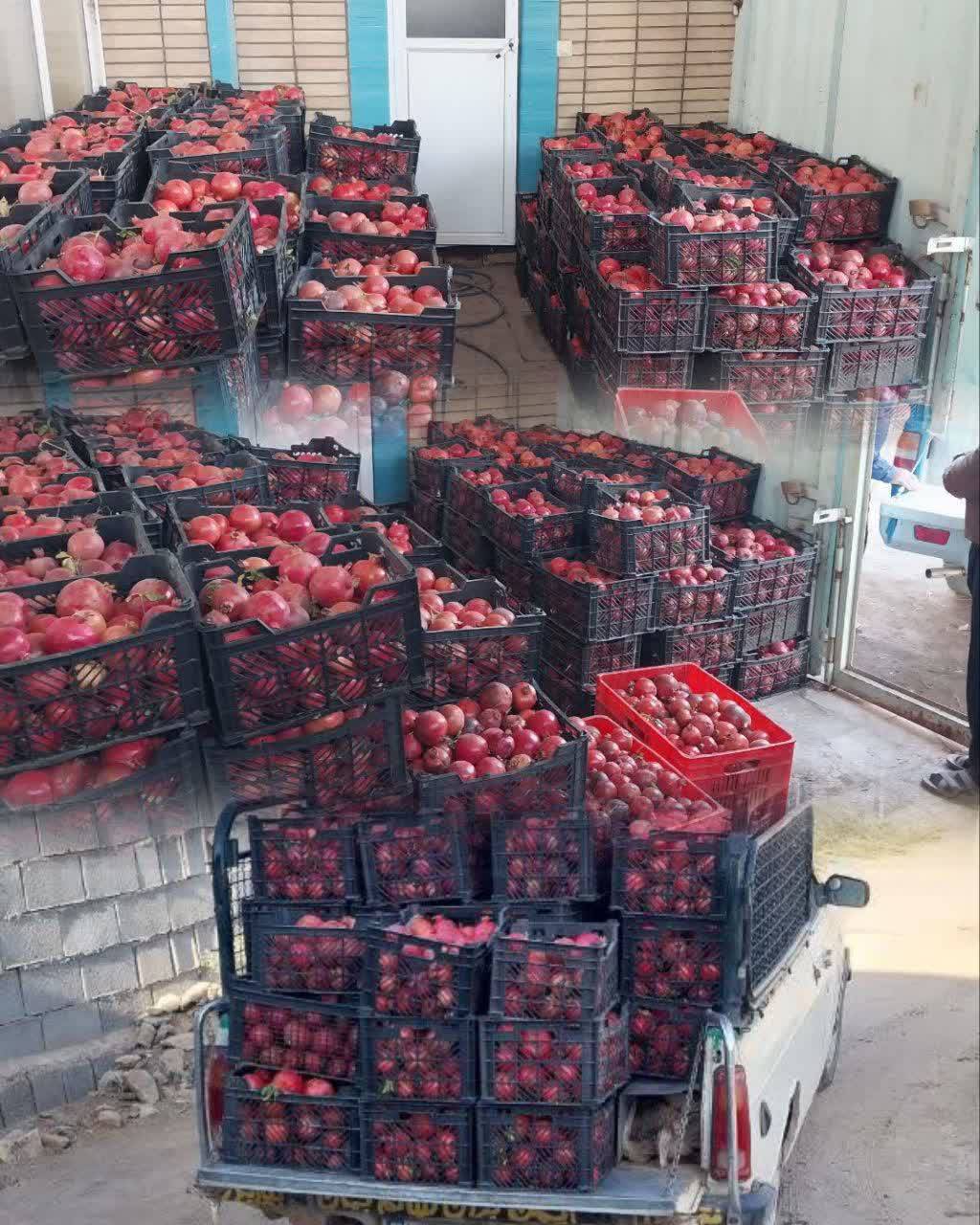 توزیع 3000کیلوگرم انار بین مددجویان