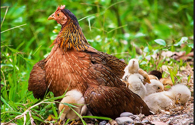 پرورش مرغ بومی در روستای دیزج دول ارومیه