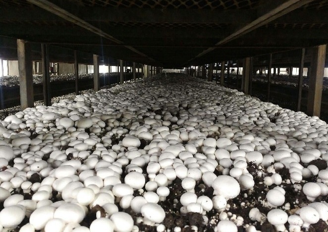 پیش بینی افزایش تولید قارچ در ایران