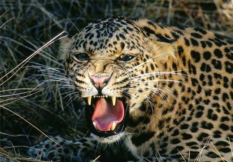 حمله پلنگ به دام روستاییان در طالقان