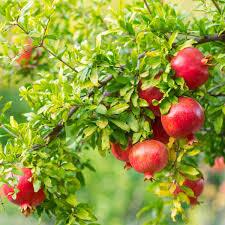 پیش‌بینی برداشت ۱۳ هزار تن در استان کرمانشاه