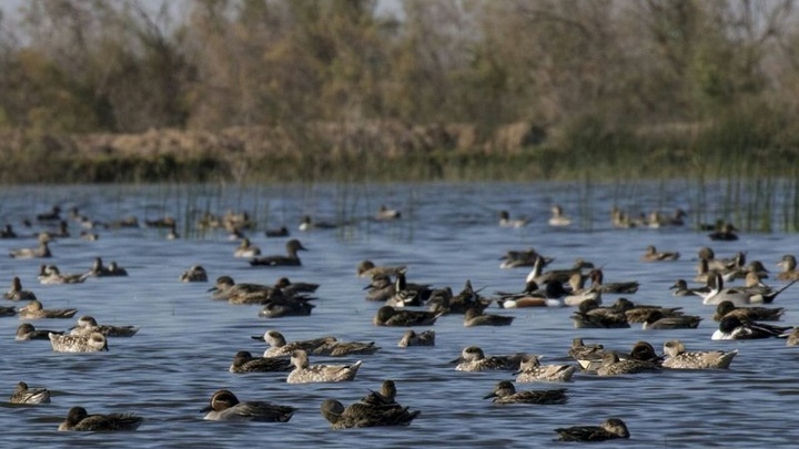 بهره برداری از طرح احیای تالاب بامدژ تا پایان دیماه بهره برداری از طرح احیای تالاب بامدژ تا پایان دیماه
