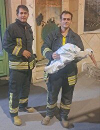 نجات لک لک گرفتار در یک دکل مخابراتی در کرمانشاه