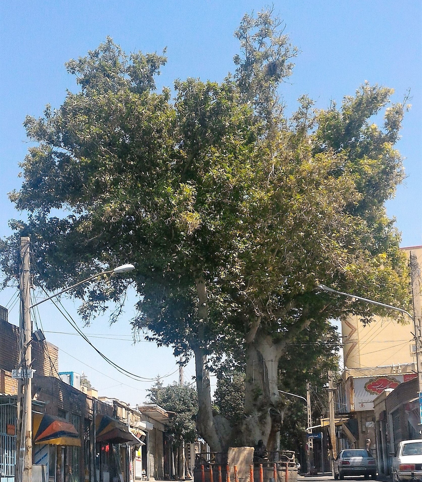 صدور شناسنامه الکترونیکی برای درختان سالمند و کهنسال قلب تهران