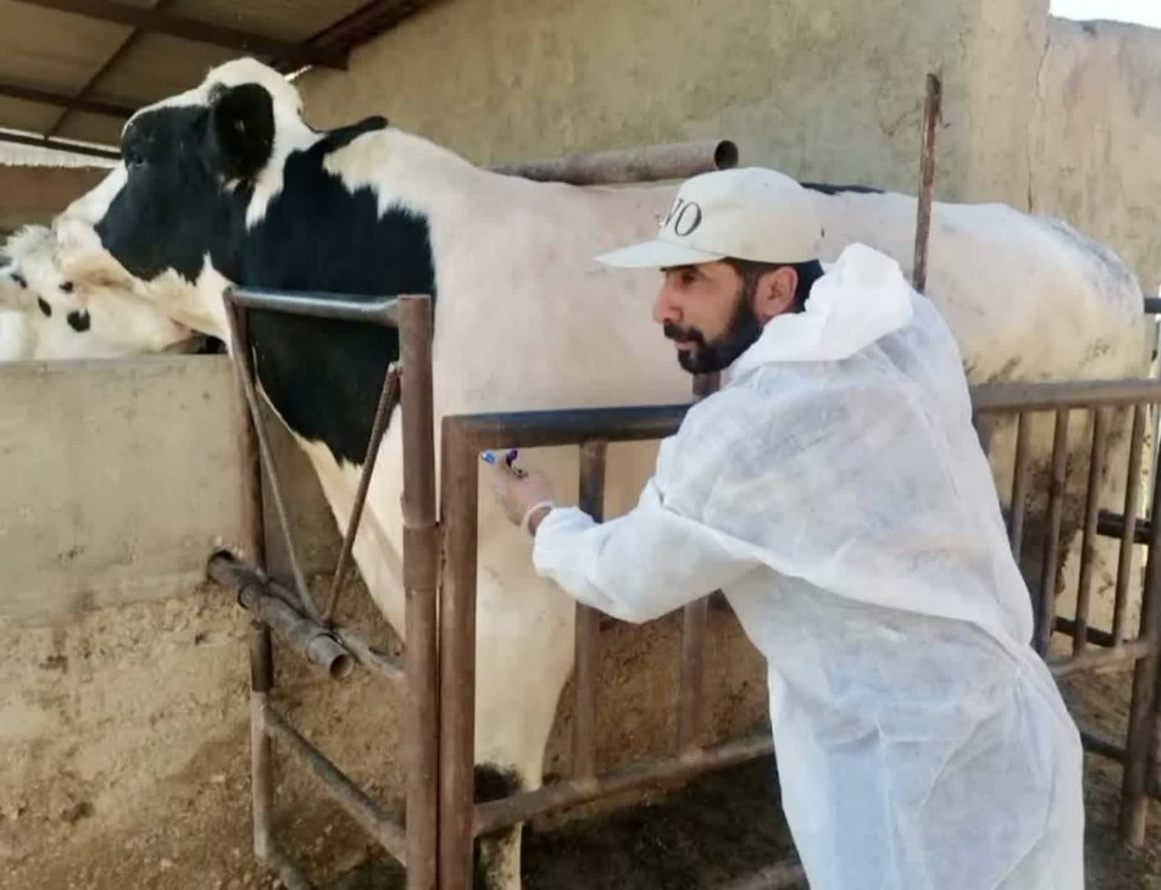 آزمایش سل بر روی چهار هزارو ۸۲۷ دام سنگین در نجف آباد