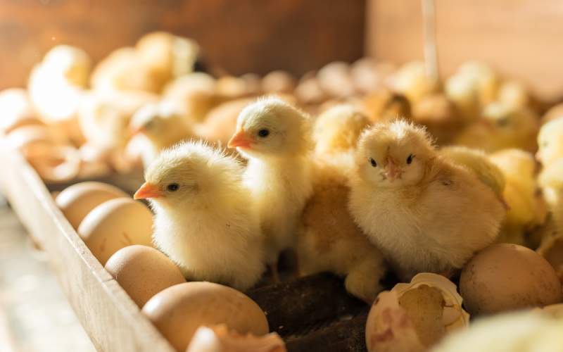 جوجه ریزی در خراسان جنوبی از سقف تعهد ماهیانه گذشت