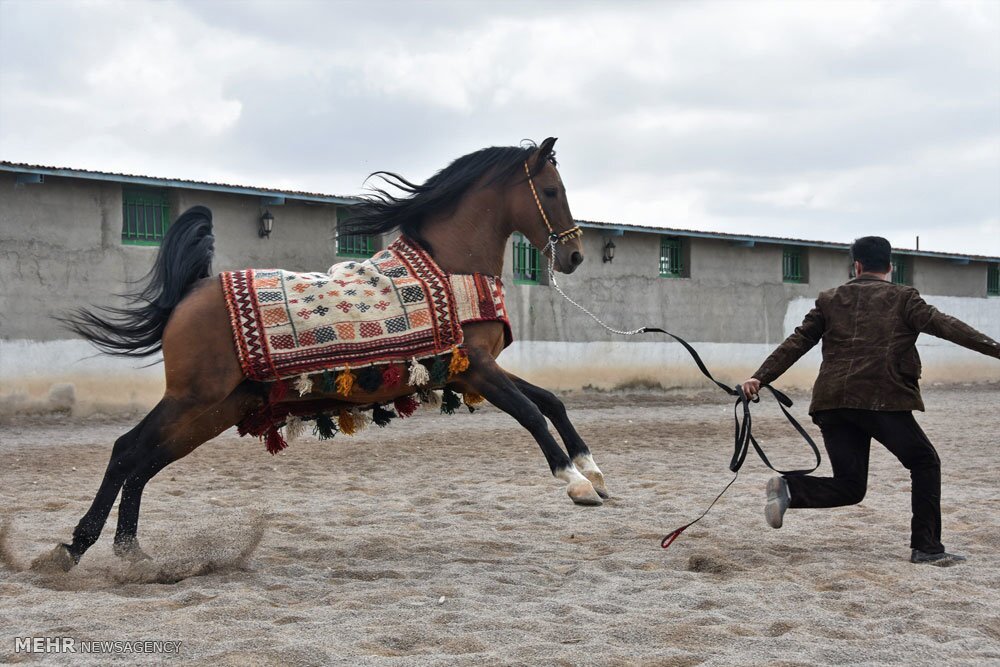 احداث پیست سوارکاری در باوی، نیازمند مصوبه شورای ورزش خوزستان