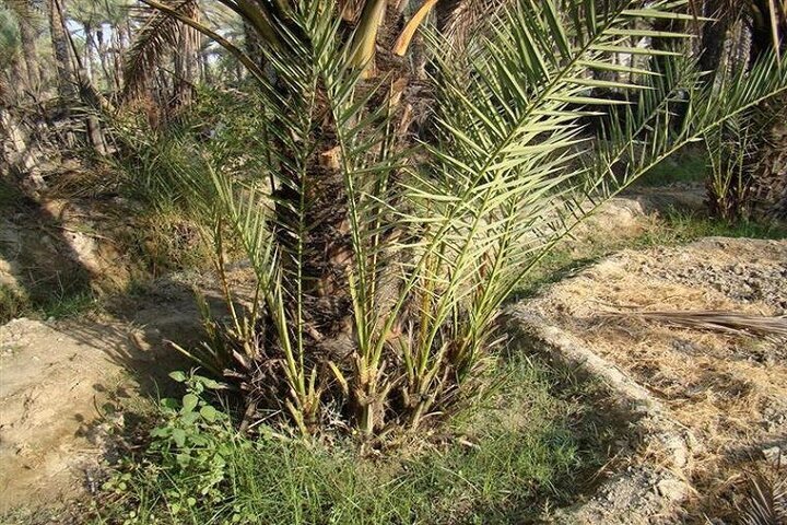 توسعه نخلستان های هویزه