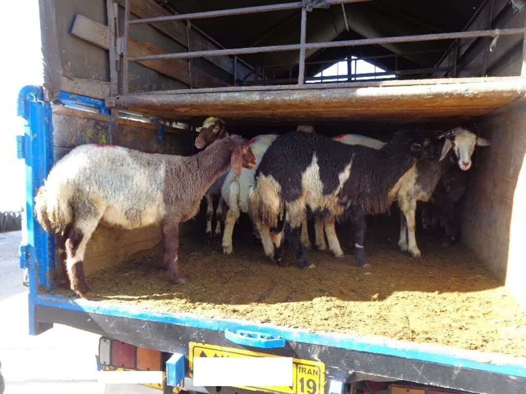 کشف احشام ۴ میلیاردی فاقد مجوز در رستم کشف احشام ۴ میلیاردی فاقد مجوز در رستم