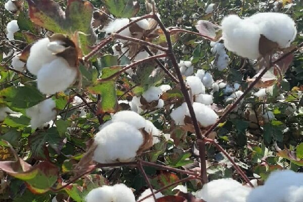 آغاز برداشت پنبه در شهرستان حاجیآباد آغاز برداشت پنبه در شهرستان حاجیآباد
