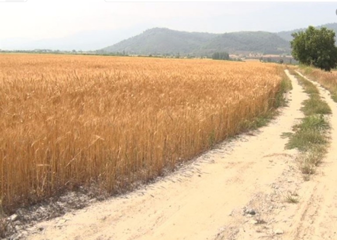 اختصاص ۸۴ هزار میلیارد ریال برای جاده‌های بین مزارع