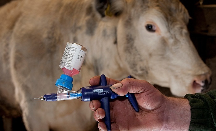 اجرای واکسیناسیون ۳ هزار رأس دام سنگین در امیدیه اجرای واکسیناسیون ۳ هزار رأس دام سنگین در امیدیه