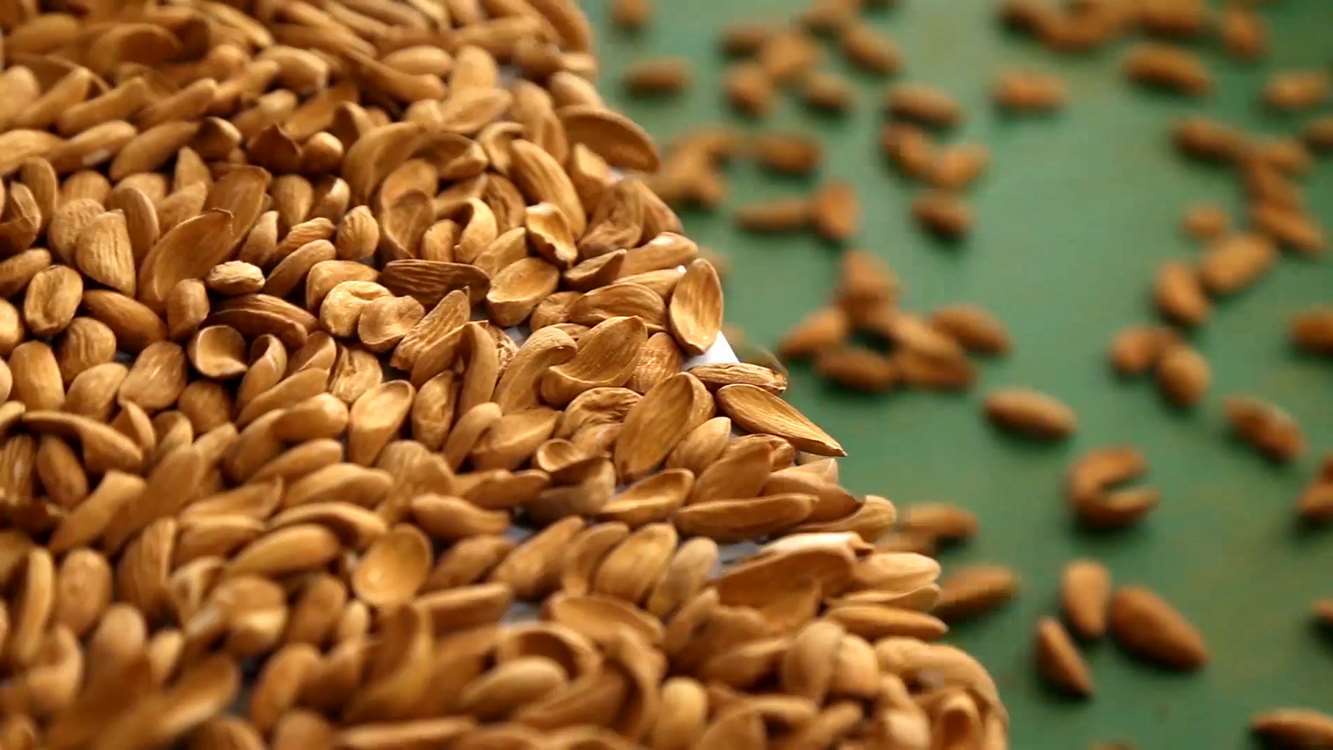 صادرات مغز بادام و فلفل دلمه‌ای از استان چهارمحال و بختیاری