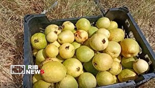 برداشت میوه گواوا از باغ‌های میناب