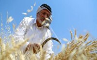ایجاد ۴۲۰ فرصت شغلی مستقیم سال گذشته با اجرای طرح های کشاورزی در خرمشهر