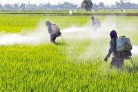 آغاز مرحله دوم مبارزه با سن گندم در مزارع دیواندره و دهگلان