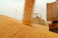 خرید تضمینی گندم در خراسان شمالی از مرز هشت هزار تن گذشت