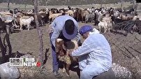 برگزاری اردوی جهادی دامپزشکی در سلسله