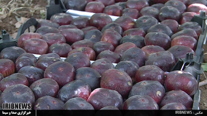 لرستان قطب تولید انجیر سیاه در کشور

