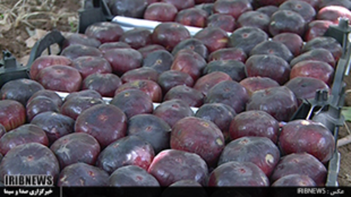 لرستان قطب تولید انجیر سیاه در کشور