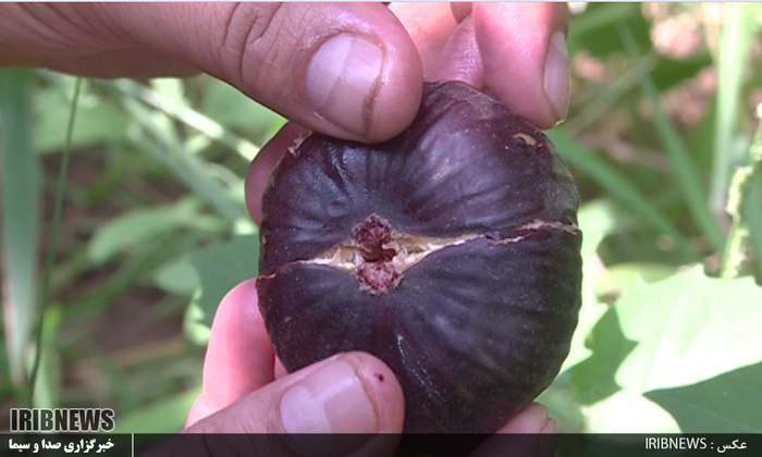 لرستان قطب تولید انجیر سیاه در کشور