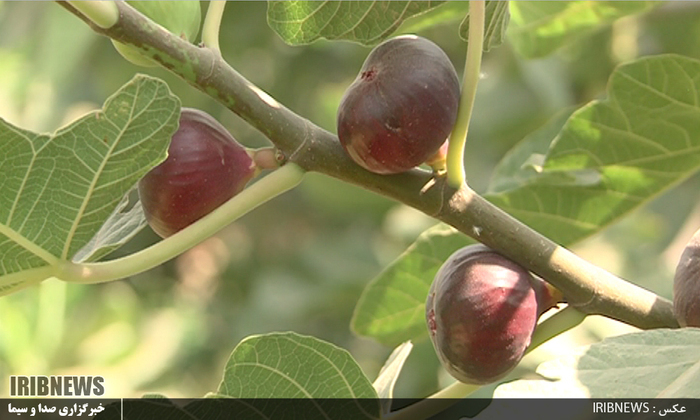 لرستان قطب تولید انجیر سیاه در کشور