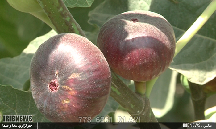 لرستان قطب تولید انجیر سیاه در کشور