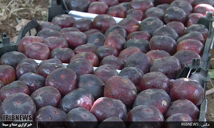 لرستان قطب تولید انجیر سیاه در کشور