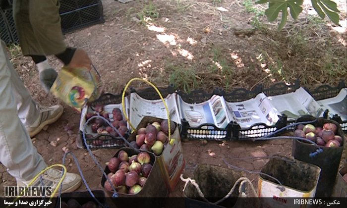 لرستان قطب تولید انجیر سیاه در کشور