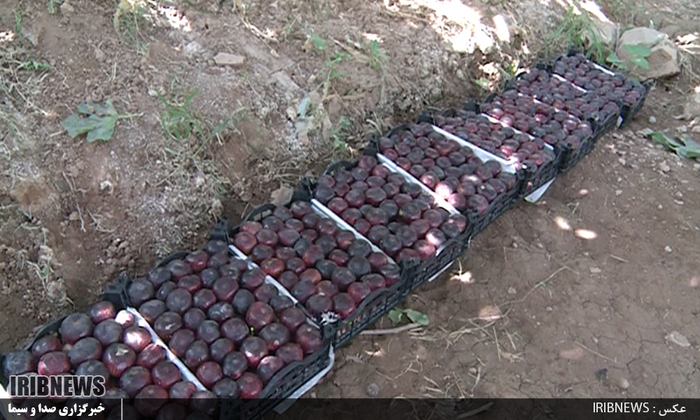 لرستان قطب تولید انجیر سیاه در کشور