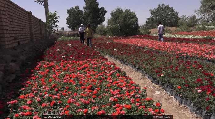 جشنواره گل و گیاه در روستای گایکان شهرستان الیگودرز