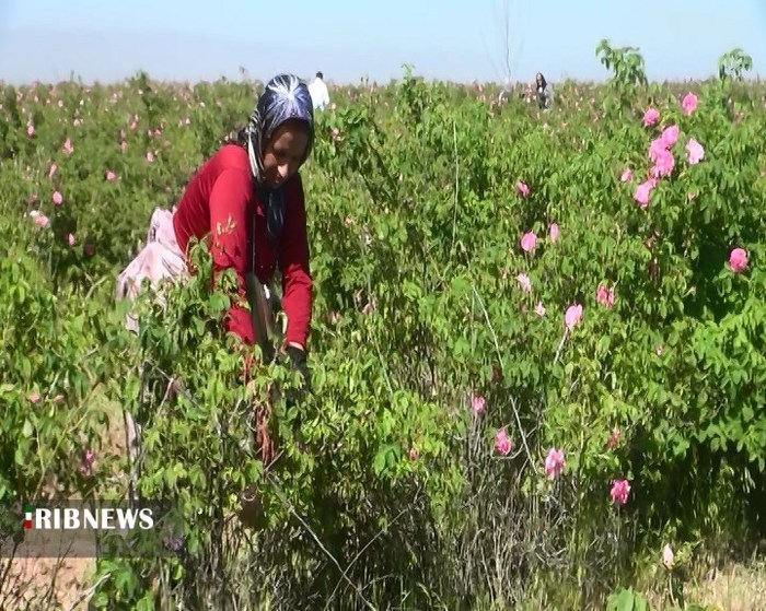 کشت جایگزین در خراسان شمالی